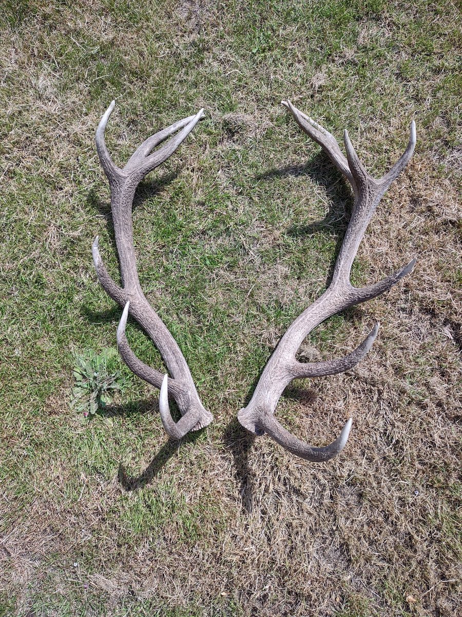 Jake_Rowland1's tweet photo. Huge pair of naturally shed red deer antlers ready to make lots of knapping tools for @lithicsociety knapping weekend @butser_ancient_farm!!! 

Still a couple spaces left https://t.co/lN6Ruares3 https://t.co/nqxrDEb2Ew
