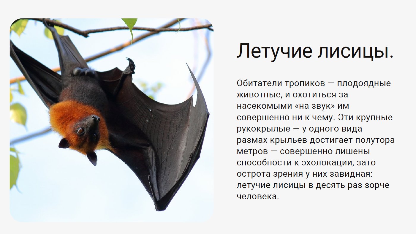 Стих про летучую мышку