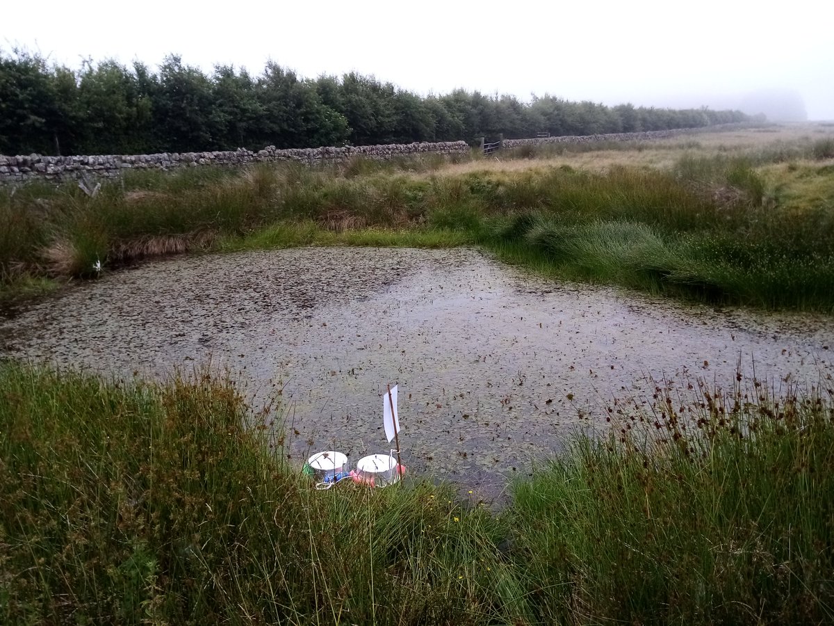 ames_e_p's tweet photo. Chambers deployed today at Auchencorth Moss, coupled with a full ecological survey where this cute little newt showed up for us! #ponddipping #LOCATEsampling #Auchencorth @UK_CEH https://t.co/hce84wLUHq