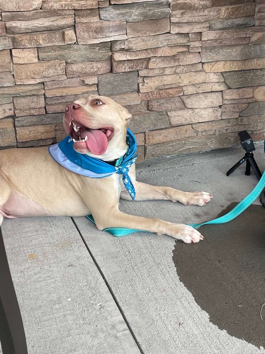 This is Saylor, she would love to go home today furever!