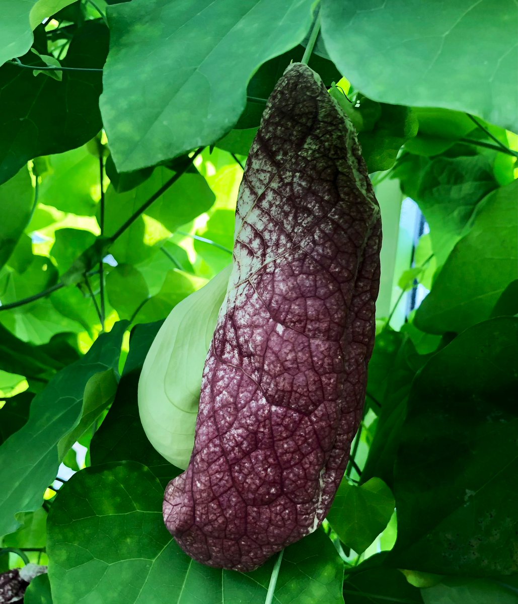 I was stopped in my 👣 by the sheer number of blooms on Aristolochia littoralis in the Tropical House <a href="/walesbotanic/">🏴󠁧󠁢󠁷󠁬󠁳󠁿 Gardd Cymru 🌿 Garden of Wales</a> this tropical birthwort is from western and southern South America - it’s bizarre🪤 flowers attract 🪰 pollinators by mimicking carrion! Mmmm!
