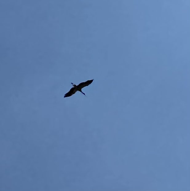 Liz_Glenister's tweet photo. Such a thrill to see the storks in flight and on the nest at the glorious rewilding project at #KneppCastleEstate #WestSussex. Storks disappeared from UK 600 years ago after we ate them all apparently. Now they’re back. Read the book ‘Wilding’ by #IsabellaTree https://t.co/WHTX49Nx66