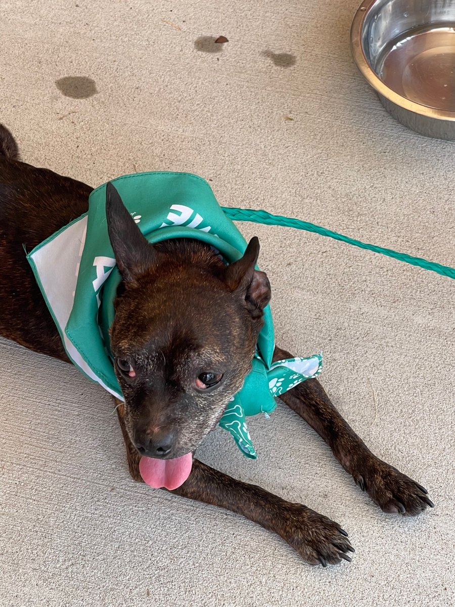 Perry would love to go home with you.  If you can’t, at least buy a cookie to support the Bryant Animal Shelter.