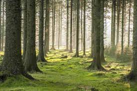 jmanpress's tweet photo. Print is Memorable!
Contrary to what you might believe, paper isn’t as harmful as you would imagine. According to Two Sides, forests providing wood for making paper, have been growing exponentially. 72% of paper and  packaging is recycled into new products. #print https://t.co/E5XvHmsIw7