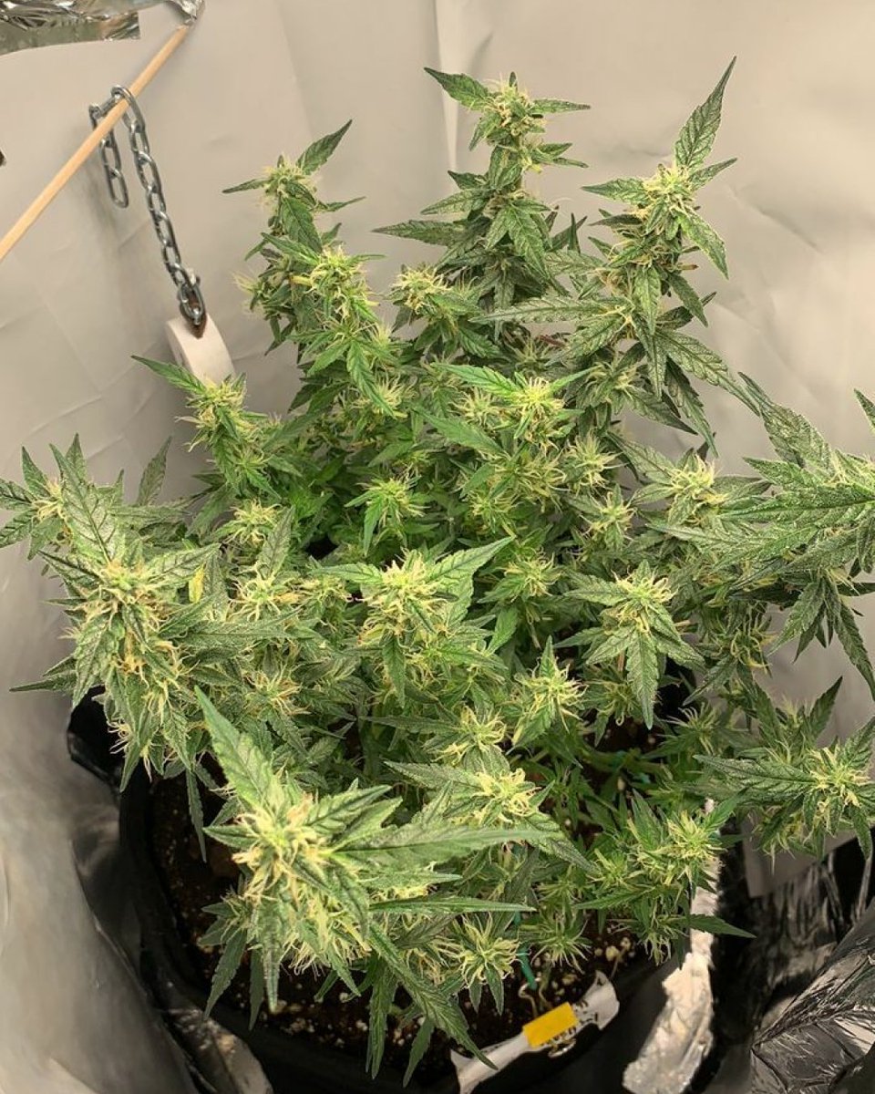 SuperGreenLab's tweet photo. How many colas are there? 🤯
That's how you increase yield 🌵
Proper canopy management and training 👌
#GrowYourOwn 💚
Zkittlez from #AdvancedSeeds 🔴🟠🟡🟢
Check out this plant's detailed grow diary (and many more available) 🧠
https://t.co/fpT9YHxch8 https://t.co/hPw0YjoWS2
