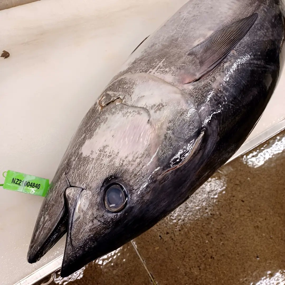 Naga おはようございます 先ずはマグロおろしてっと 今日もハリキッテ 右がミナミマグロで左はバチマグロです 鮮太 魚屋 浜松 浜松市 浜松マグロ 生インドマグロ 生ミナミマグロ 生バチ 沖縄 ニュージーランド 浜松グルメ 浜松観光 Naga おはようございます 先ずはマグロおろしてっと 今日もハリキッテ 右がミナミマグロで左はバチマグロです 鮮太 魚屋 浜松 浜松市 浜松マグロ 生インドマグロ 生ミナミマグロ 生バチ 沖縄 ニュージーランド 浜松グルメ 浜松観光