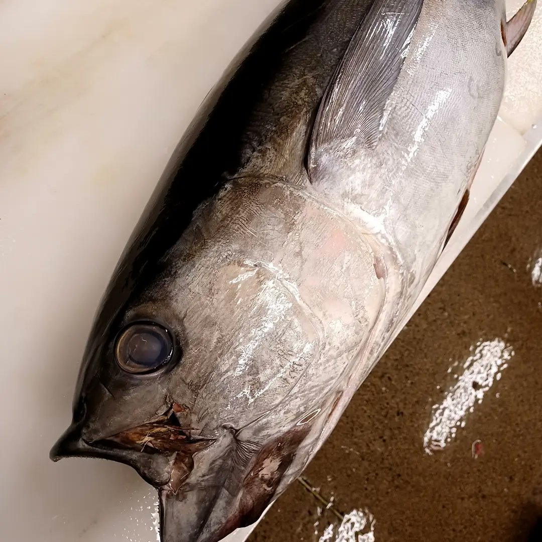 Naga おはようございます 先ずはマグロおろしてっと 今日もハリキッテ 右がミナミマグロで左はバチマグロです 鮮太 魚屋 浜松 浜松市 浜松マグロ 生インドマグロ 生ミナミマグロ 生バチ 沖縄 ニュージーランド 浜松グルメ 浜松観光 Naga おはようございます 先ずはマグロおろしてっと 今日もハリキッテ 右がミナミマグロで左はバチマグロです 鮮太 魚屋 浜松 浜松市 浜松マグロ 生インドマグロ 生ミナミマグロ 生バチ 沖縄 ニュージーランド 浜松グルメ 浜松観光