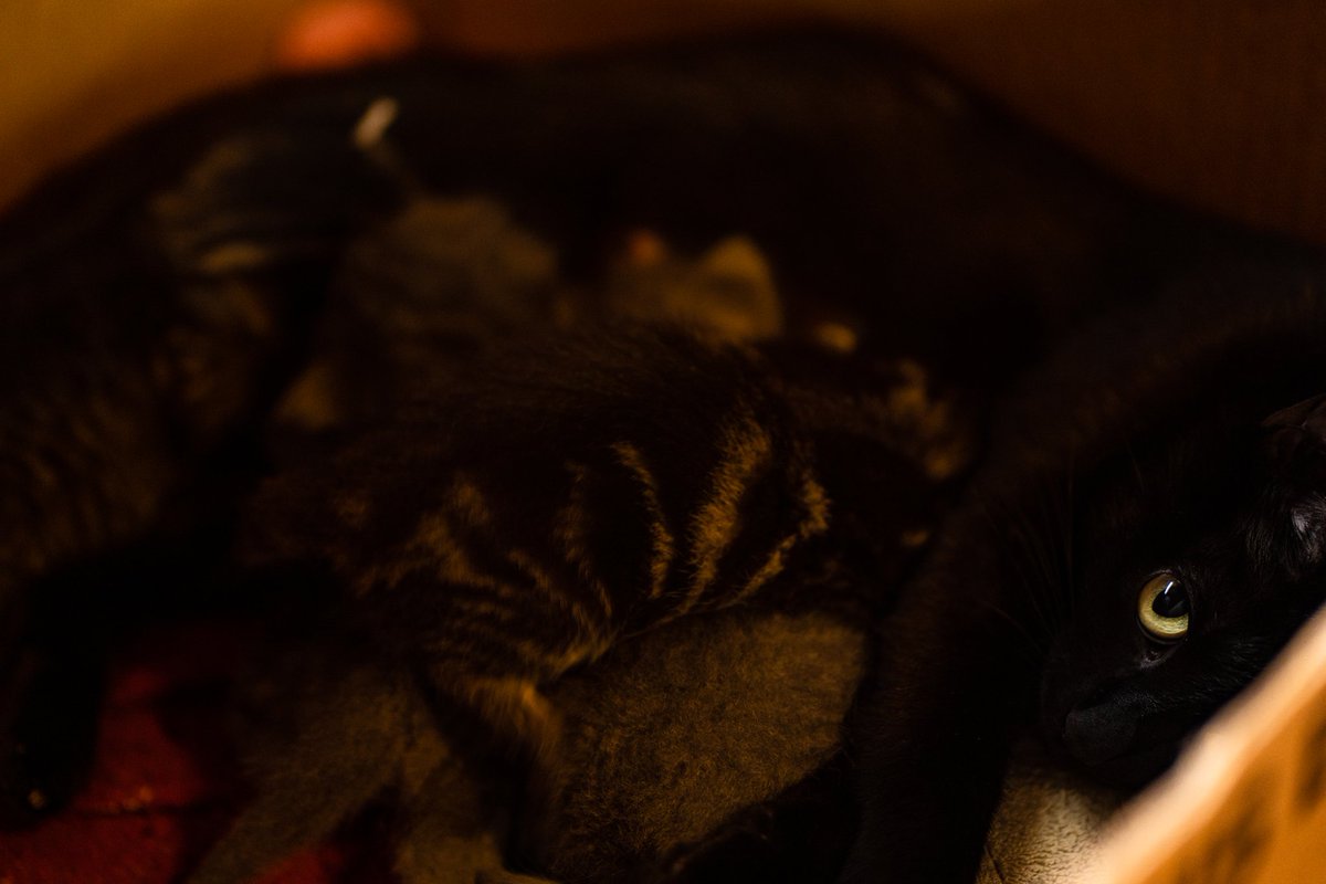 binitestudios's tweet photo. Kittens! 💕💕💕 Took this over 4th of July weekend... Forgot about it 🤣
•
#animalphotography #animals #pets #kittens #cats #cute #cuteanimals #photooftheday #photographer #photography #binitestudios #sonya7iii #pro #kitty #love #beautiful #smallbusiness #binitestudios https://t.co/QDmAvvg5ak