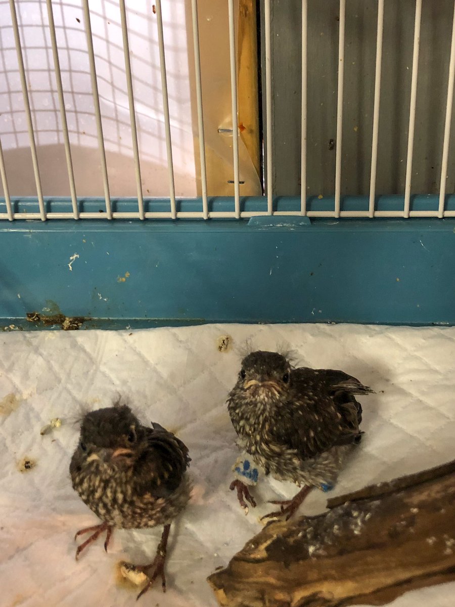 Update on our #BlueBirds. The one on the right has a boot to #heal a broken ankle, we hope they can make a full #recovery and be #released.