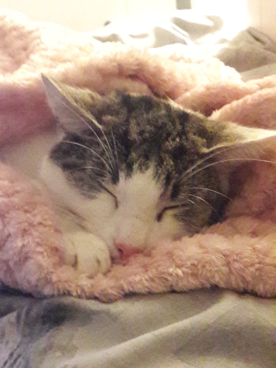 _Sad_Cat_Boi_'s tweet photo. @NotAntfr0st Here is oscar(the ginger) buddy (the ones who is sleeping and is a complete JAKCASS) and vizer (the balck one who acts like a dog <3) https://t.co/cfZcCzStdx