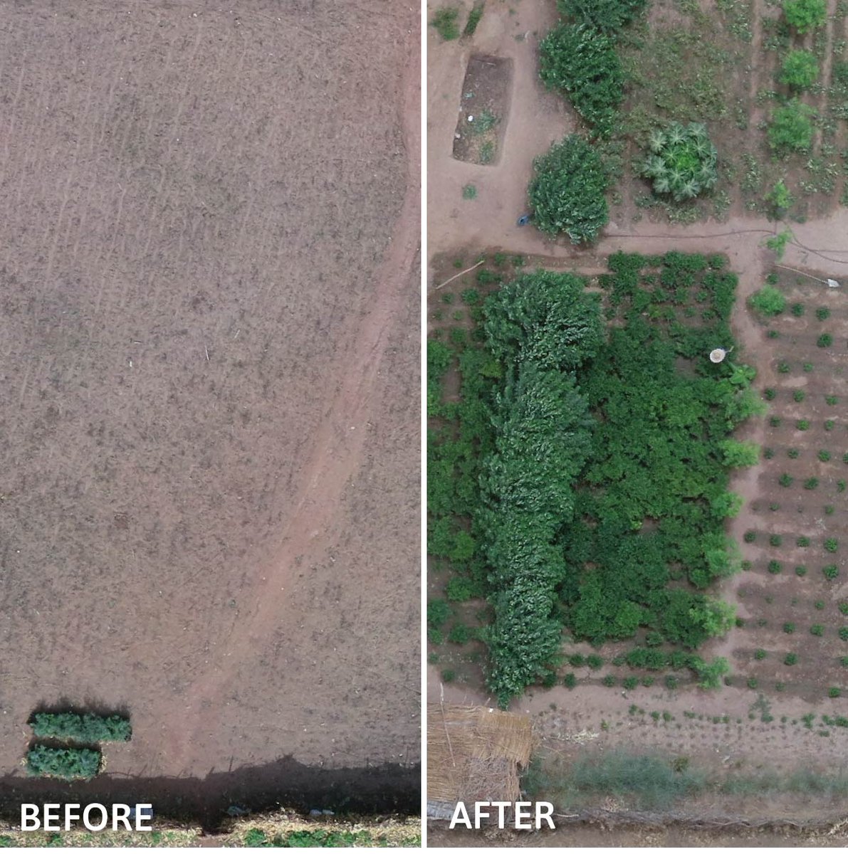 Treesftf's tweet photo. Every #ForestGarden that you help farmers grow changes lives and #landscapes forever. Thank you! 🌳🌳🌳 

#ZeroHunger #ZeroPoverty https://t.co/Hu28oN3uEv