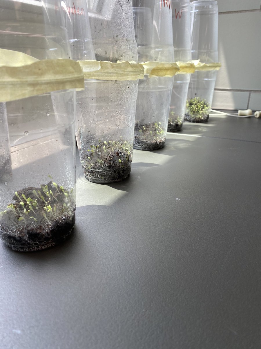 Laura Wurzbacher (@tcs_champslib) on Twitter photo Go, Greenhouse sprouts, go! Planted lettuce seeds on Monday and have this growth today! Ss (and their teacher) are equally excited for this hands-on ELO STEM work! <a href="/Church_Lane_ES/">Church Lane Elementary Technology</a> <a href="/CLETS_SDT/">Jessica W.</a> Go, Greenhouse sprouts, go! Planted lettuce seeds on Monday and have this growth today! Ss (and their teacher) are equally excited for this hands-on ELO STEM work! <a href="/Church_Lane_ES/">Church Lane Elementary Technology</a> <a href="/CLETS_SDT/">Jessica W.</a>