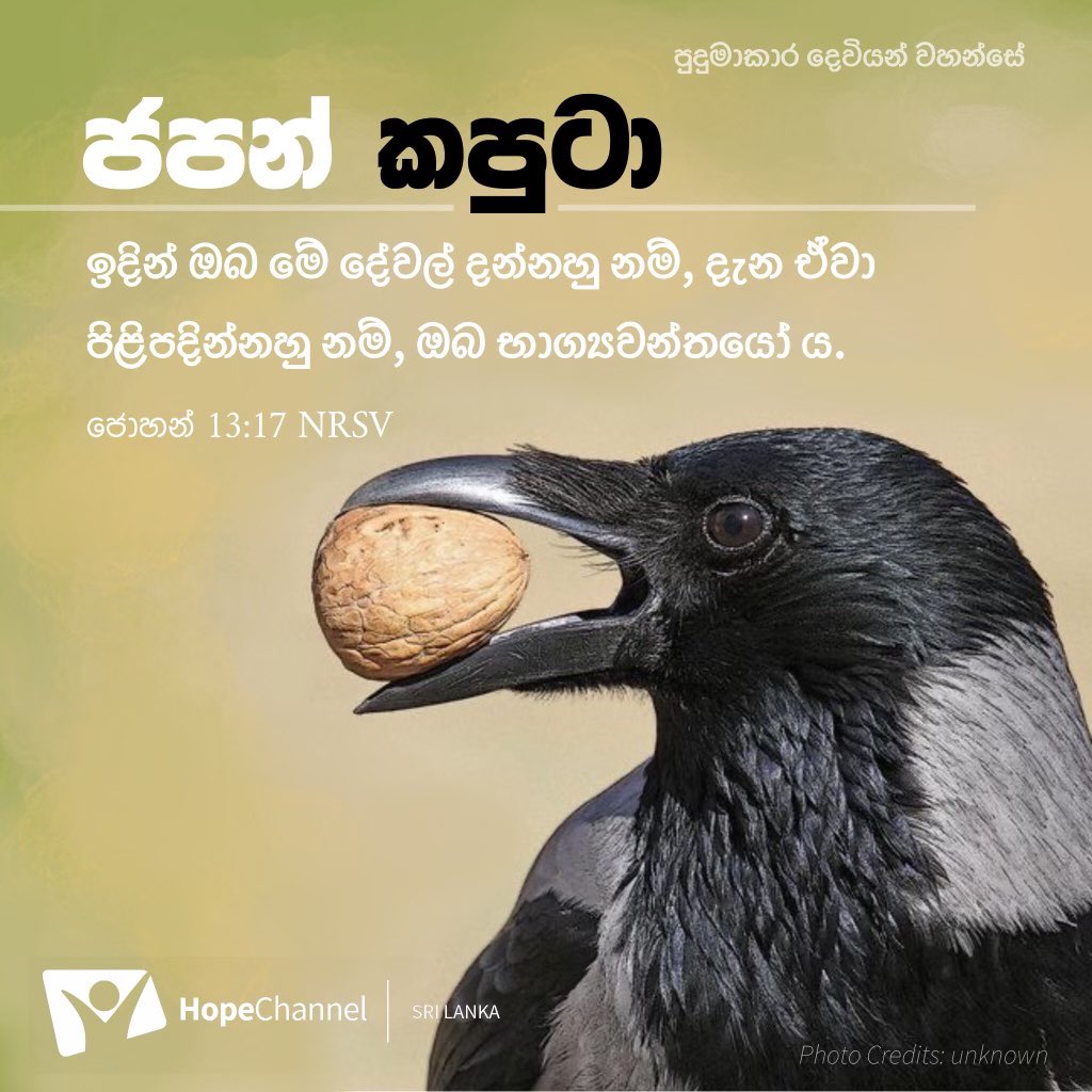 Japanese crows love walnuts. The crows have learned to get the meat out of the hard shells in a very interesting way. 
God has given us information that makes our lives easier. And Jesus showed us how to use that information to live happy lives. What is our response?#GodofWonder