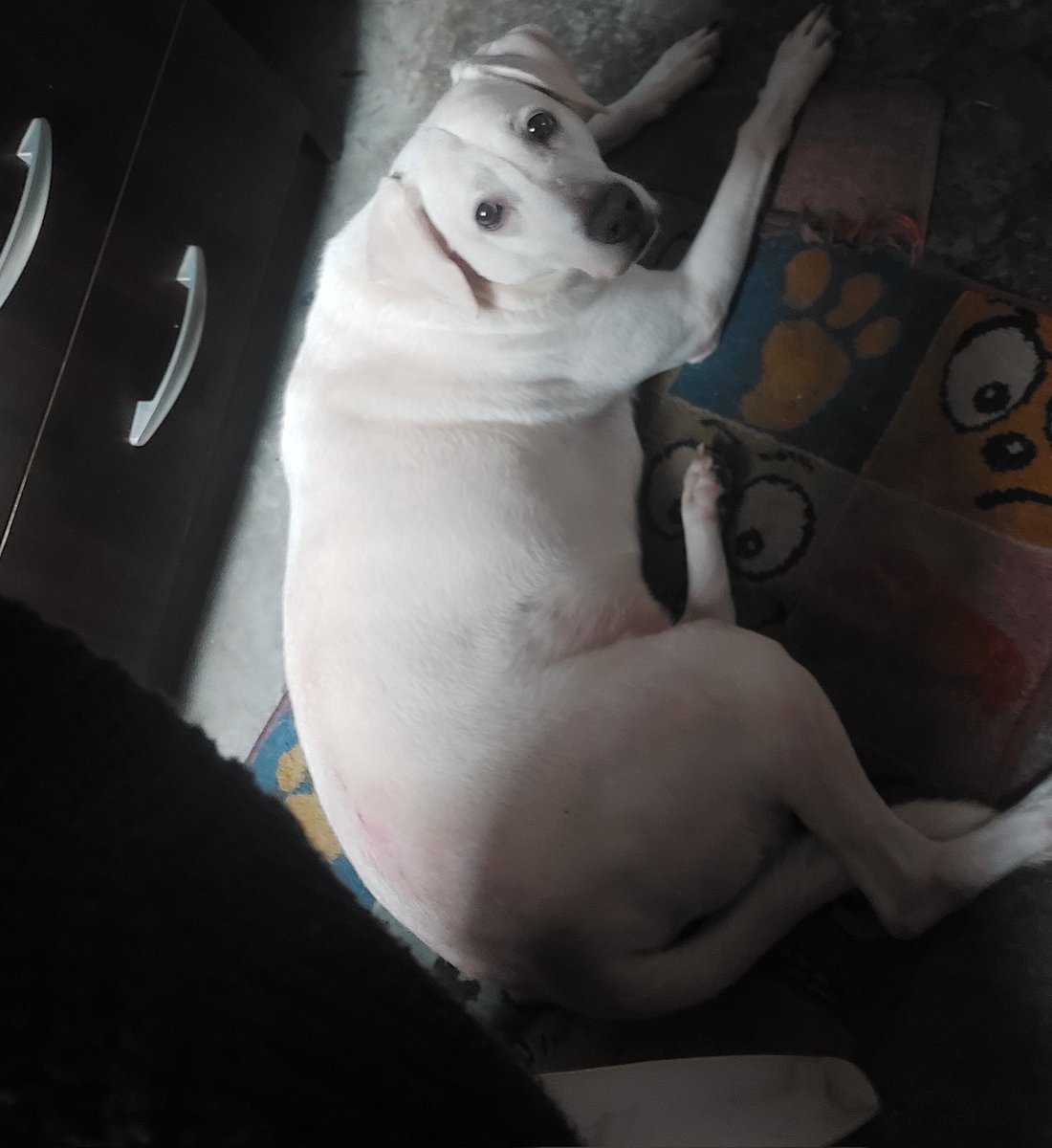 Veronika3031's tweet photo. La mejor compañía cuando me toca días de trabajó remoto 🤎🐶 #Mibebe #Luccas #BicentenarioPeru https://t.co/ZTKmkVWarl