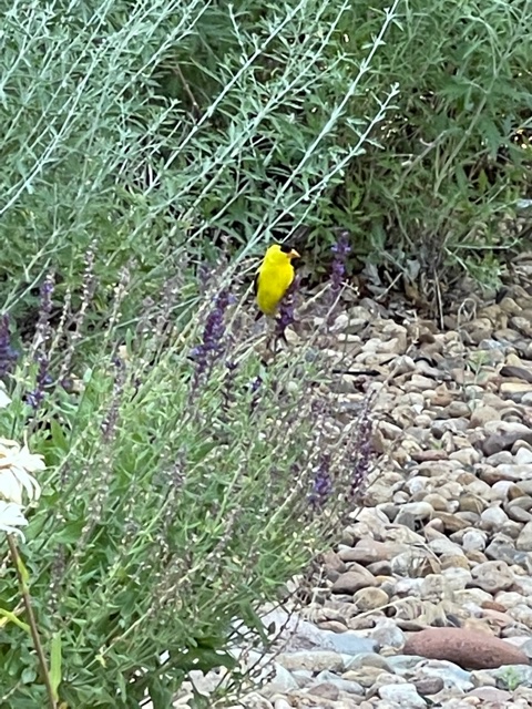 MatthewGeerdes's tweet photo. Pretty bird on a showing!🐦

#chattymatty #realtordad #downingstreetgroup #denveragents https://t.co/us1qq6pmGP