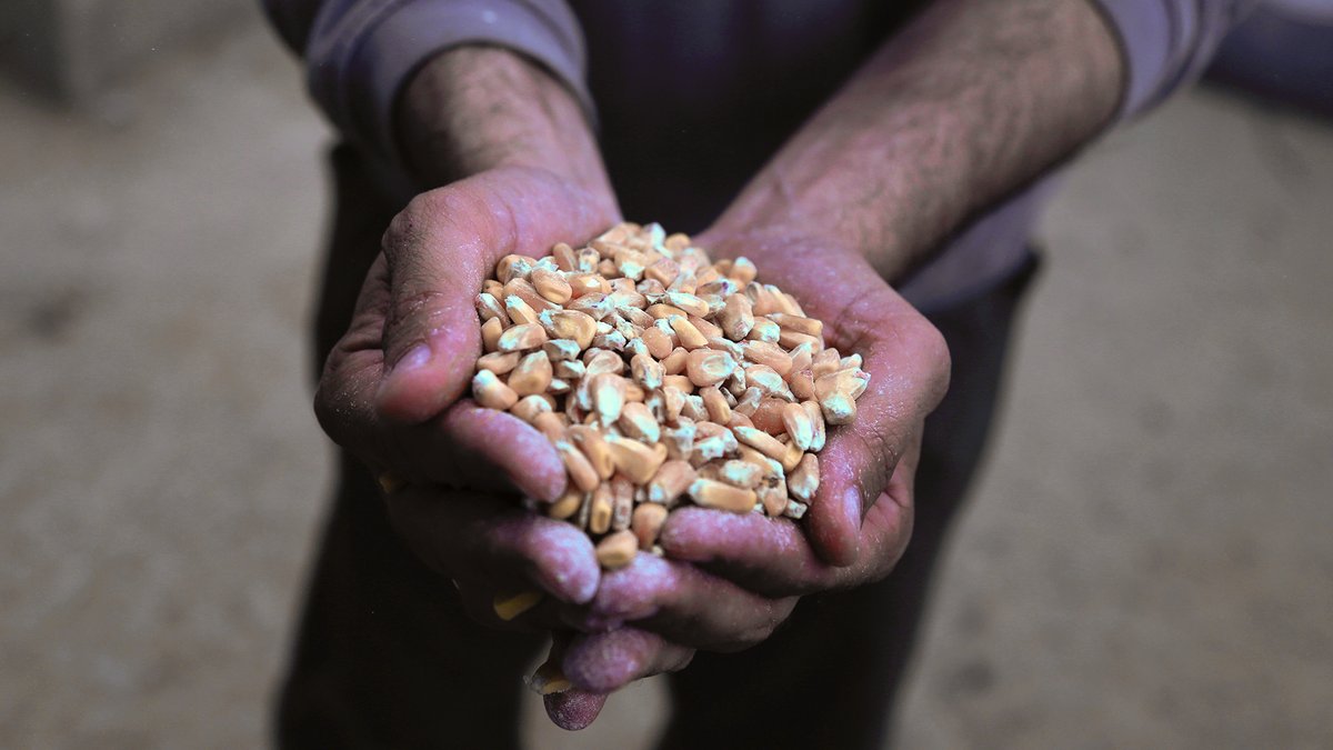 Garantía #AlejandroMiguel 👌 Nuestras granjas se encuentran en lugares excepcionales del paisaje español y cumplen con los máximos requisitos de seguridad y calidad para asegurar el correcto crecimiento y desarrollo de nuestros cerdos bit.ly/Ganadería_AM