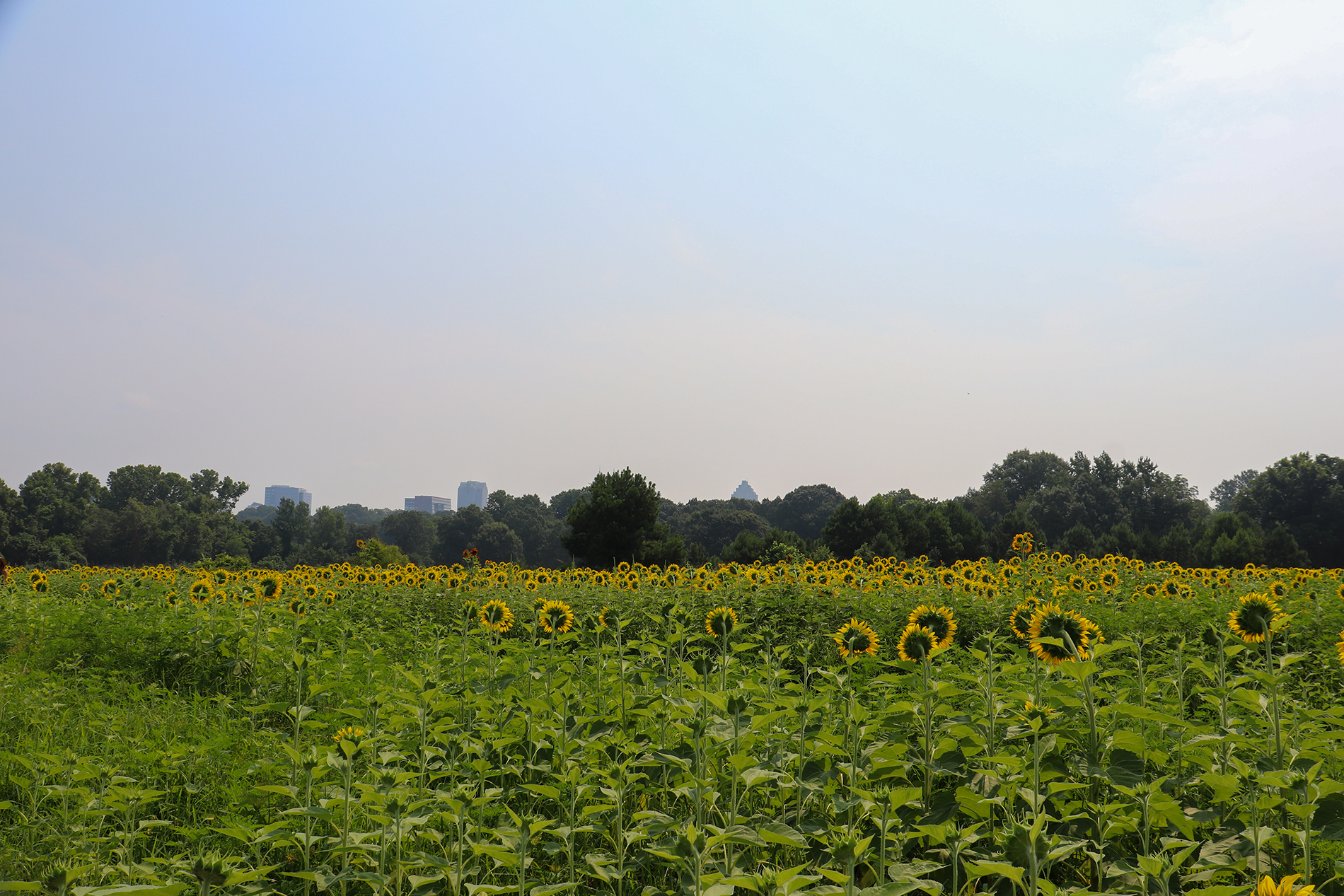 City Of Raleigh Words And Photos Can Paint A Picture But There S Nothing Quite Like Walking Among 40 000 Sunflowers At Dixpark Some Famous Philosopher Probably T Co 8hk016d0a1 Twitter