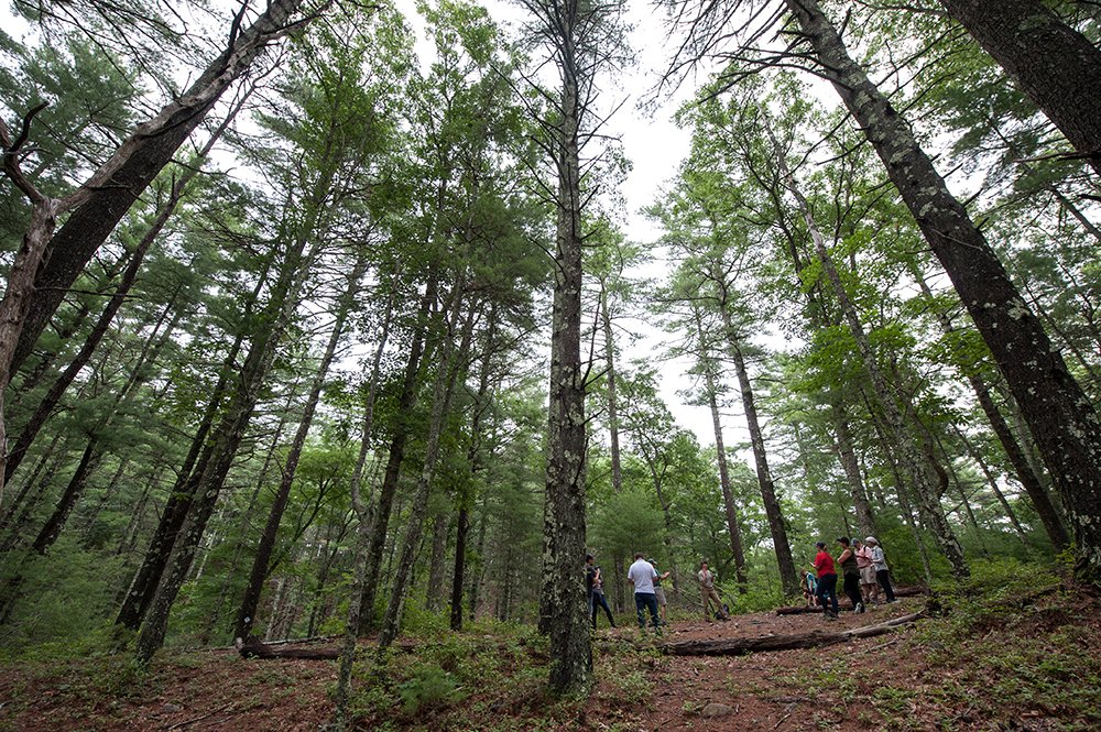 4wildplaces's tweet photo. Thank you to all who joined our Team Muddy hike this month at #MuddyPond Wilderness Preserve in Massachusetts! We met some endemic species, learned about #iNaturalist, and explored a vernal pool filled with green frogs.
Photography by Natalia Boltukhova. https://t.co/HV8oESXn9i