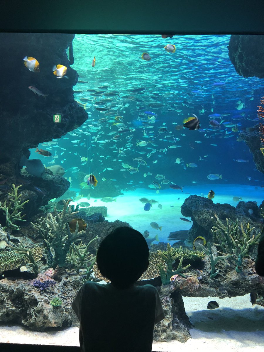 今日の息子。ポケセン行きたかったんだけど、水族館行きたい、っつーんで行った。 
