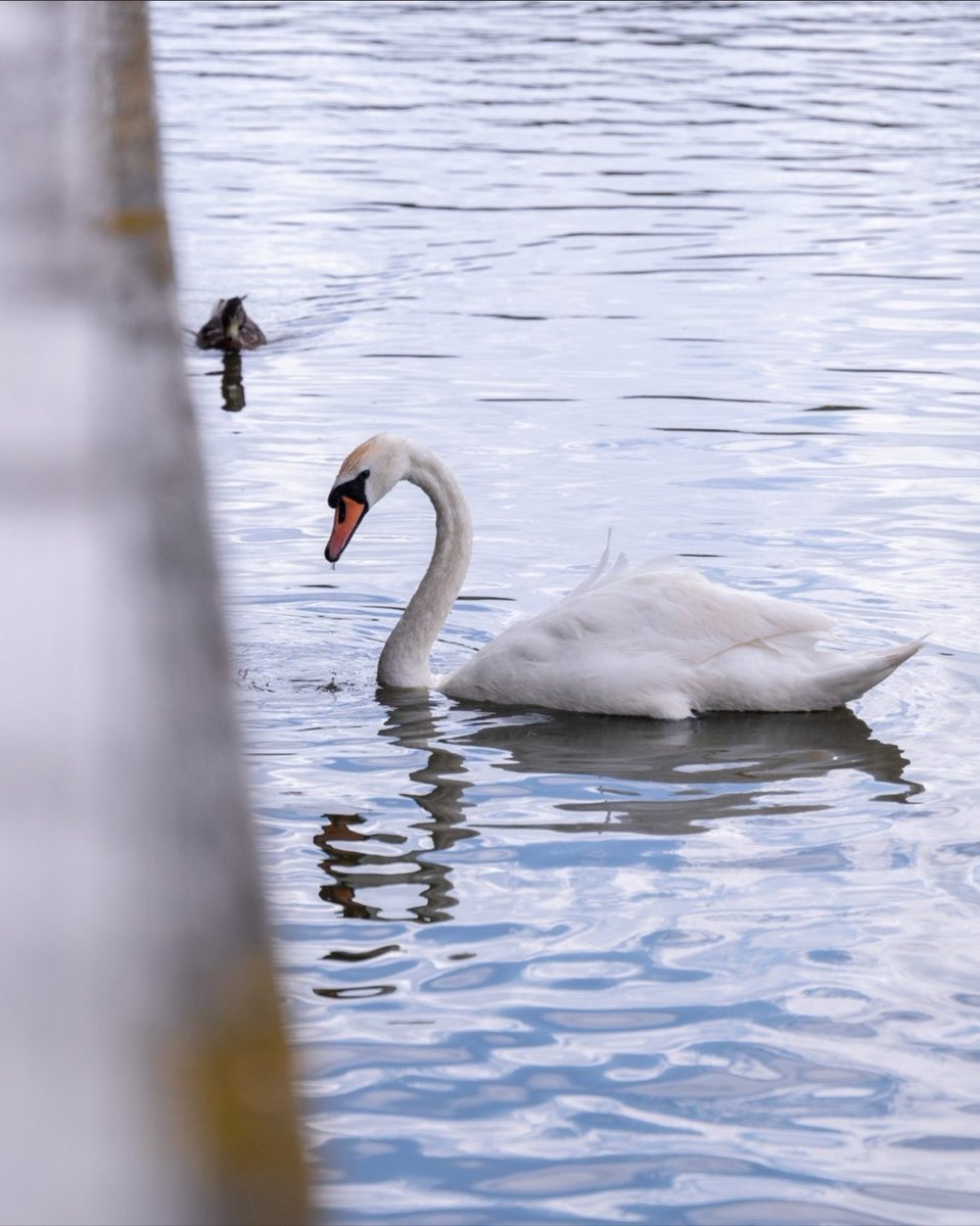 It's so beautifully hot at the moment, I would genuinely consider fighting a swan just so l could have a swim in that water.

Come at me.