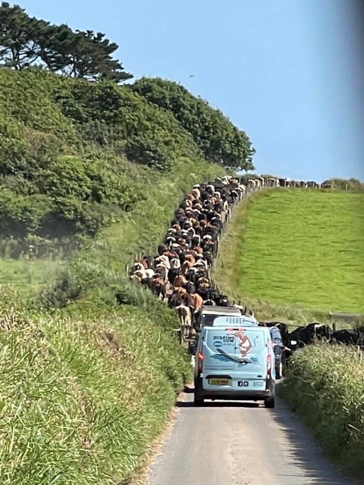 Surfing Cow Devon Ice Cream tweet media