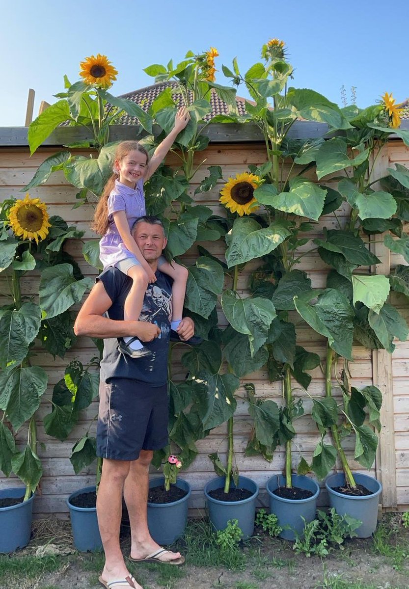 Andy Noonan (@noonanandy) on Twitter photo From tiny seeds grow massive sunflowers in only a few months. Orla has watered and fed these , potting them into bigger pots and they are now reaching over 10ft tall and just starting to flower. <a href="/OPALG_3TJ2021/">Mrs T & Mrs J</a> <a href="/OPA_LG/">OPA Lofthouse Gate</a> #sunflower From tiny seeds grow massive sunflowers in only a few months. Orla has watered and fed these , potting them into bigger pots and they are now reaching over 10ft tall and just starting to flower. <a href="/OPALG_3TJ2021/">Mrs T & Mrs J</a> <a href="/OPA_LG/">OPA Lofthouse Gate</a> #sunflower