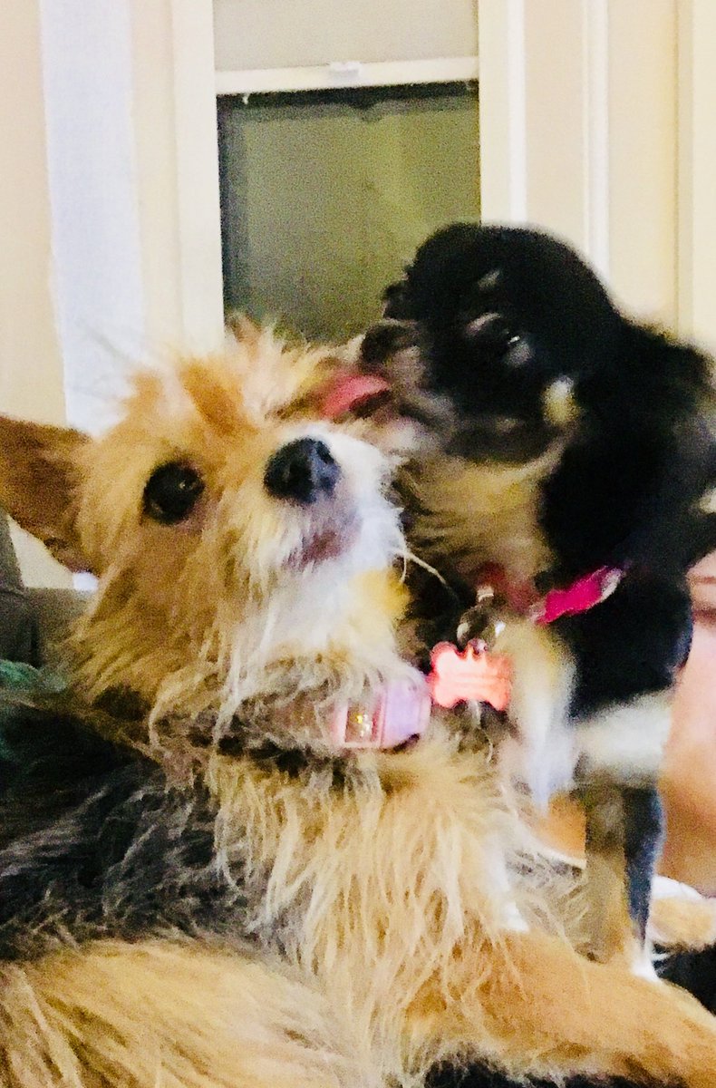 nickiloodle's tweet image. Lost our beautiful 15 year old girl a few days ago. This is never not going to hurt 💔 #brokenagain