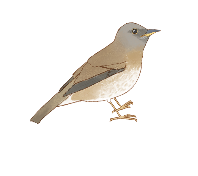 鳥のイラストのtwitterイラスト検索結果