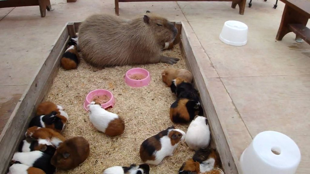 CAPYBARA_MAN's tweet photo. there is an imposter among us https://t.co/WExE1GciEN