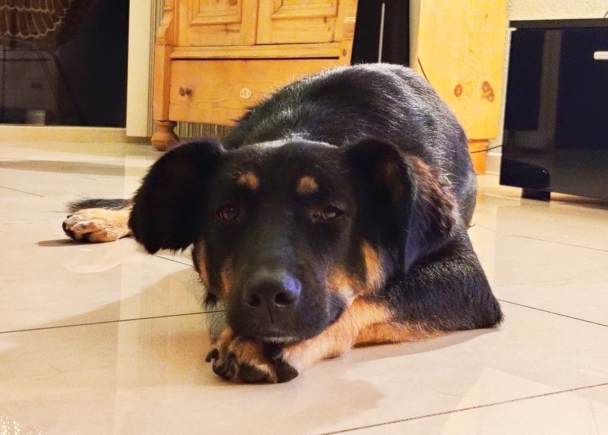 Here's Luka being the cutest sweetest dog ever ❤️🐶❤️