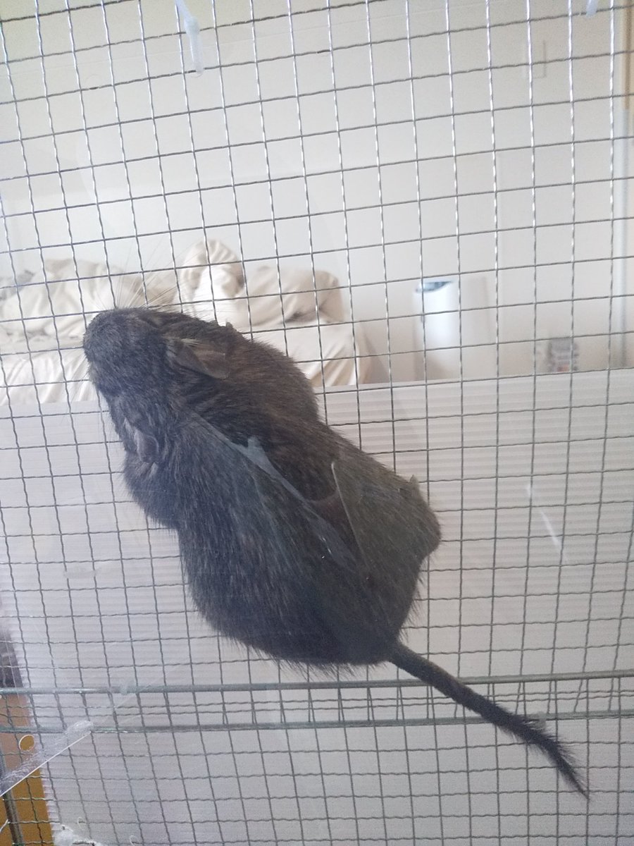10ai29's tweet photo. へばりつき！！！
#デグー #degu #ペット https://t.co/g6pdQBHC0t