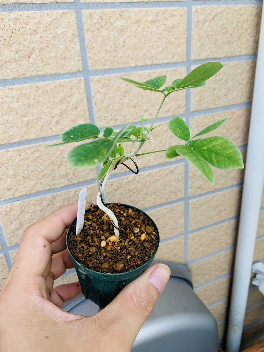 モンキーポッド