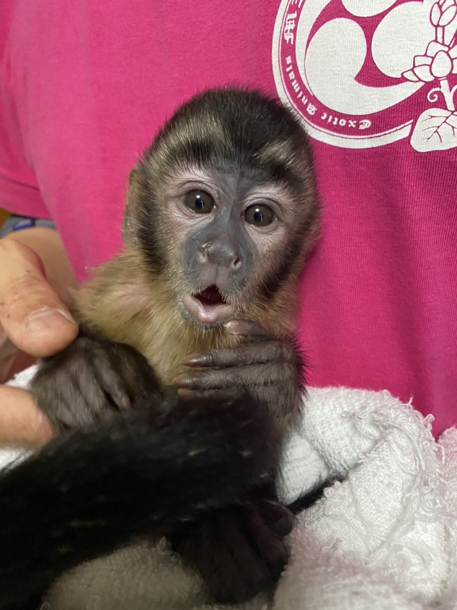 生きものや若家 関東支部 水槌 フサオマキザルのベビー君が新入荷です 5月日生まれのとっても甘えん坊な男の子です お問い合わせお待ちしております コロナに負けるな サルの赤ちゃん オマキザル 介護猿