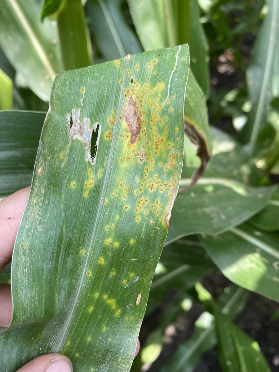 Found along I-80 in Northern Illinois this afternoon.  #southernrust #notgreat