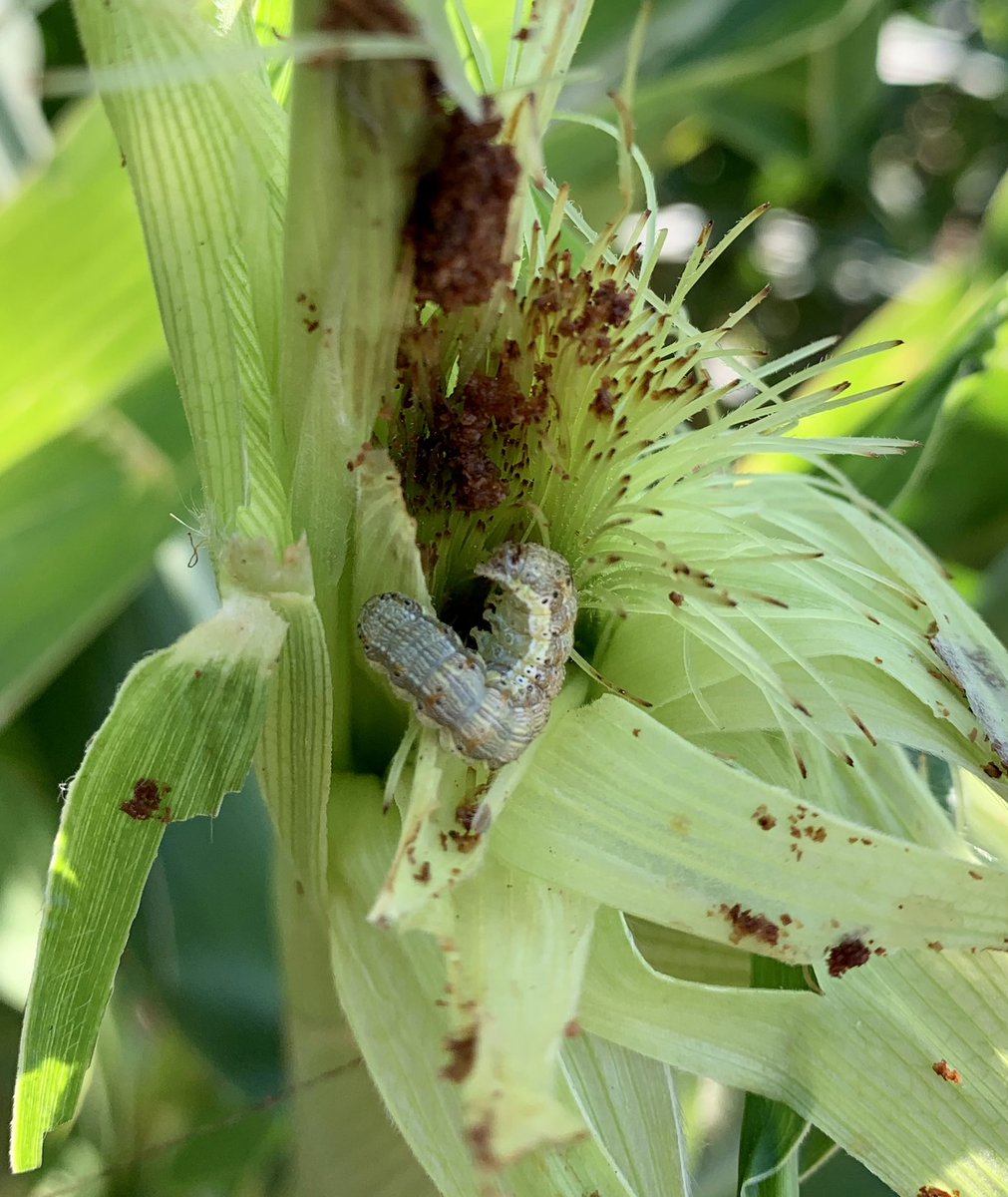 's tweet image. Higher than usual worm pressure in corn this season..need to keep an eye at cotton #cottonbollworm   #southplains #cotton #corn #txextension
