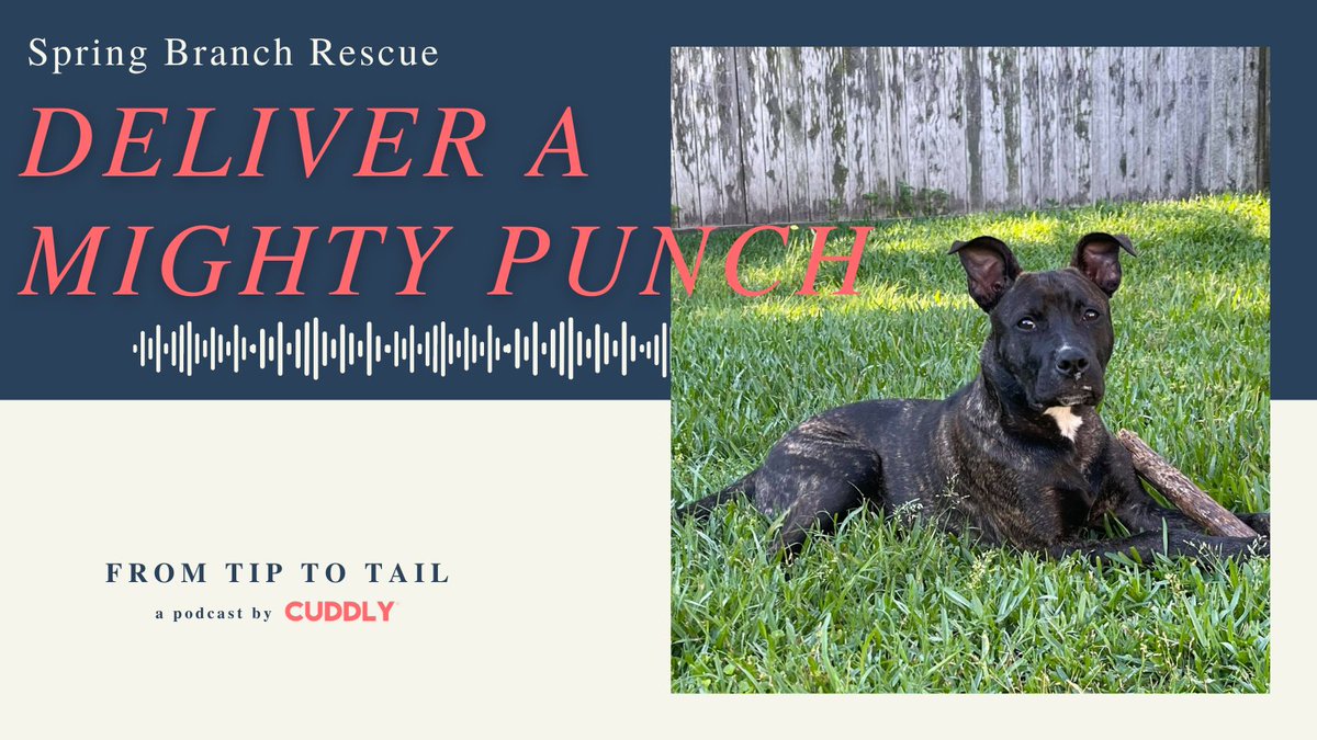 On this Episode of #FromTiptoTail our team met with Kali Cabrera who is the Founder and Director of @SB_Rescue!

Click here to learn more and to listen to our new #CUDDLYpodcast: bit.ly/3Bvdvi1

#podcast #rescuepodcast #Houtson #Texas #SpringBranchRescue #petrescue
⁠