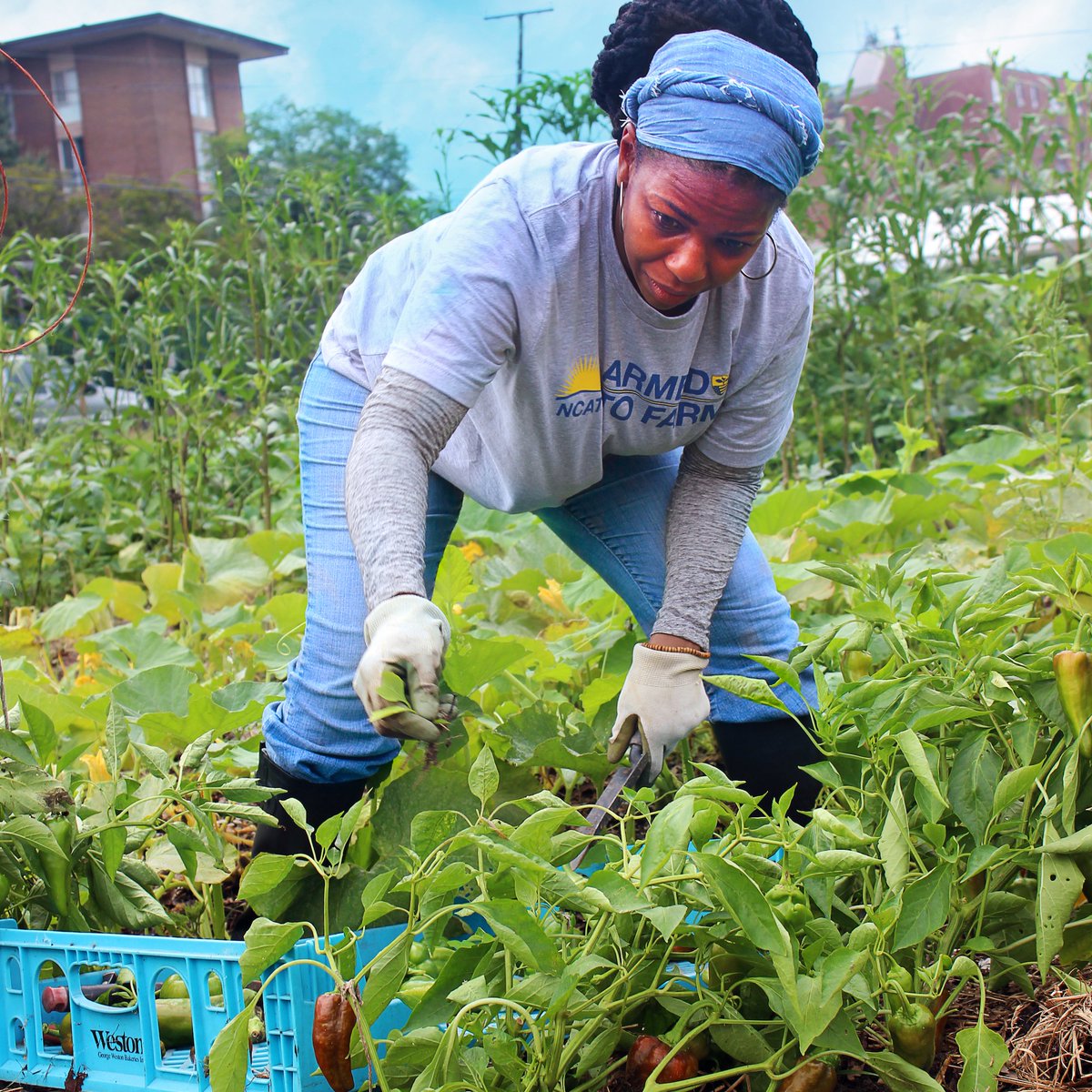 Military Veterans: Apply by Aug. 13 for Urban Farm Training in Baltimore Sept/Oct 2021 from @NCAT_ORG and USBG. Get an in-depth look at sustainable, profitable, small-scale urban farming enterprises and learn about urban farming as a career. bit.ly/2UC8CmR