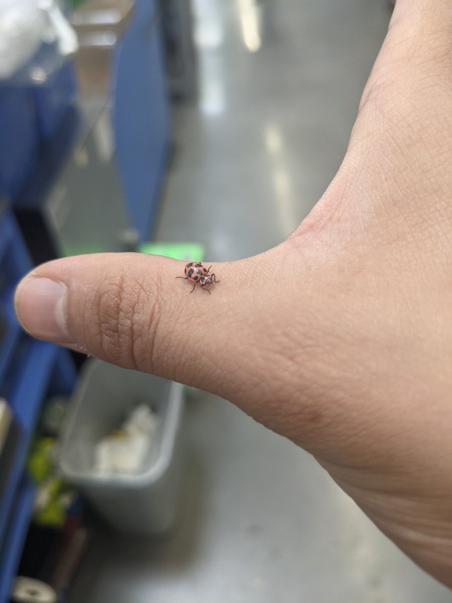 Eddysniper99's tweet photo. I found this little guy at work https://t.co/Edl3X7ojAG