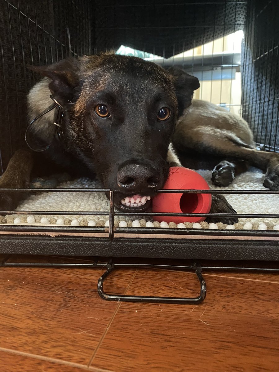 jtran1337's tweet image. #NWDogDugoutSweepstakes