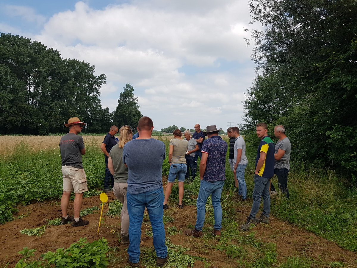 JacobEising's tweet photo. Samen met Arjen van Buuren op Velhorst een themamiddag georganiseerd over robuuste aardappelrassen en biostimulanten. Mooie interactieve bijeenkomst. Ook hier staan de resistente consumptie en frites rassen er goed bij. #robuuste #aardappelrassen https://t.co/V4ltLdEMCO