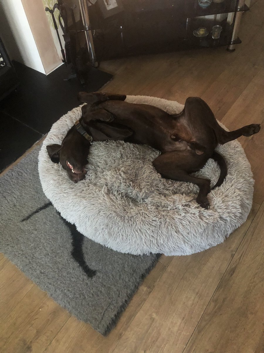 neiltully1971's tweet image. Buddy’s just about done with this heat #hotdog #germanpointer