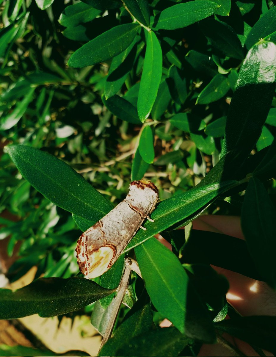 JoolsTurrall's tweet photo. Nearly missed this little fella while pruning the olive! #BuffTipMoth! https://t.co/A7z3rcqwvH