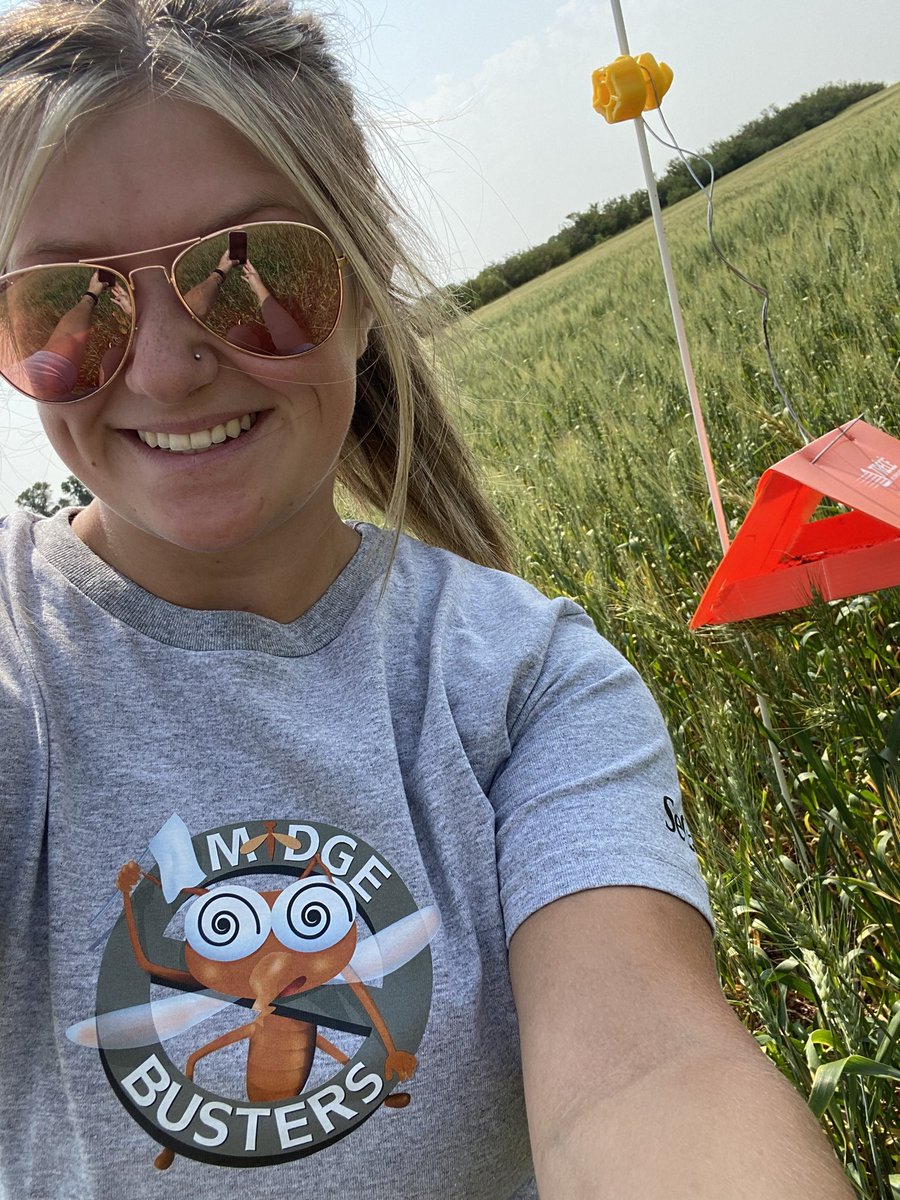2 new midge found on AAC Brandon Wheat near Central Butte, SK #midgebusters <a href="/SeCanLauren/">Lauren Wensley🌾</a>