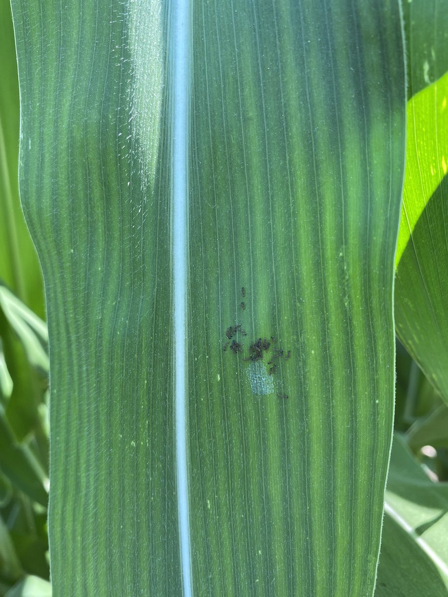 dclark_44's tweet photo. Despite relatively low WBC moth counts, egg masses are beginning to pop-up across the countryside.  Continuous corn on light textured soils are the hot spot #AgrisAgronomy https://t.co/9b0oB0QhmX