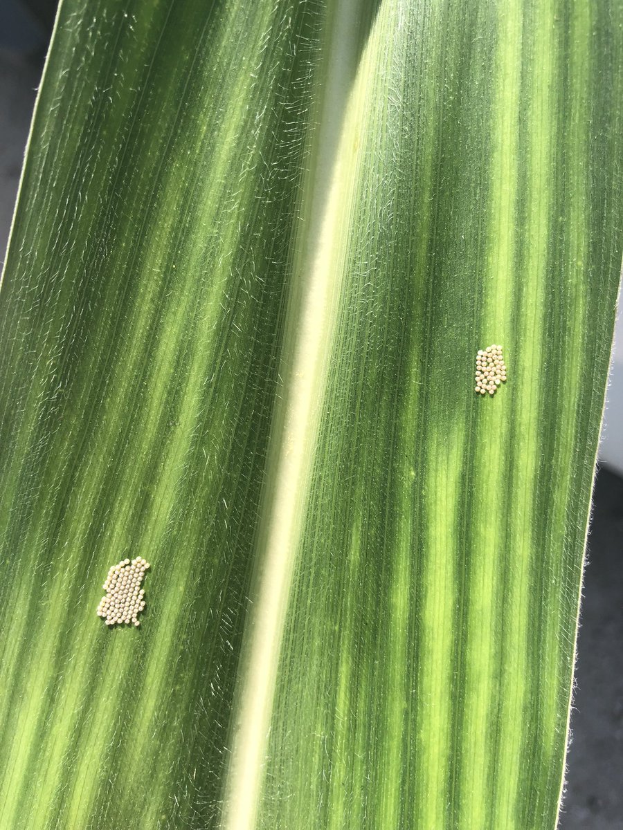 WBCW getting easier to find this week. Keep scouting!!