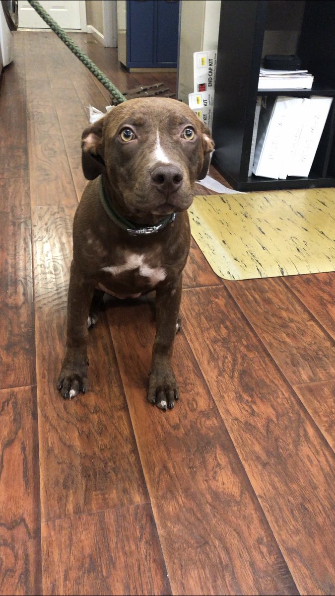 BethelVet's tweet photo. Sunny has had some itchy, red skin recently. We did a skin scrape and found she had demodex mange. 😬 Hopefully we can get her feeling better soon! ❤️ https://t.co/SDGbbRxhVb