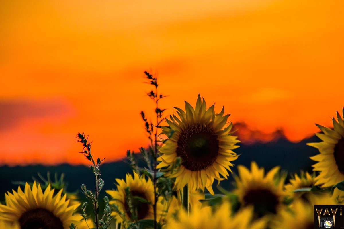 Yayi el étlover🏔❤️💙🗼⚽️ tweet media