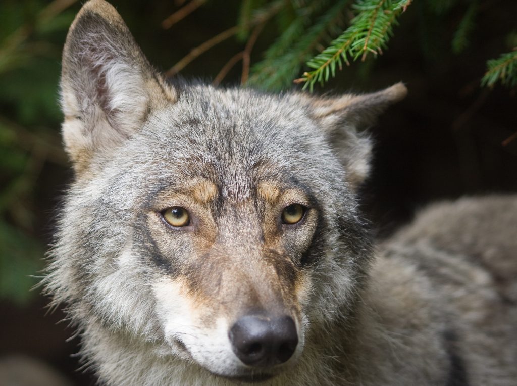 rogertalkstech's tweet photo. Today's blog post:  I wrote a werewolf novel (and I'd forgtten all about it)! https://t.co/AeyJ0eRID3 https://t.co/UvHuYvZazs