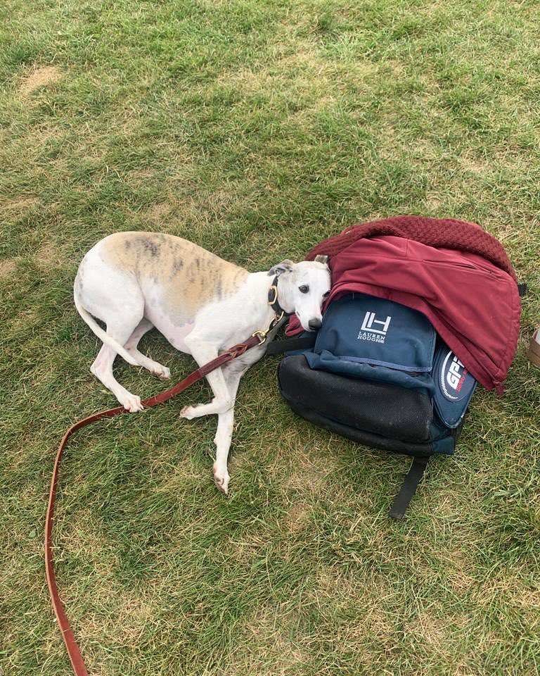 houghjumps's tweet photo. The hardworking @GPA_helmets ring bag also doubles as a pillow for Rosie 🥰 https://t.co/3ovwpHhDuD