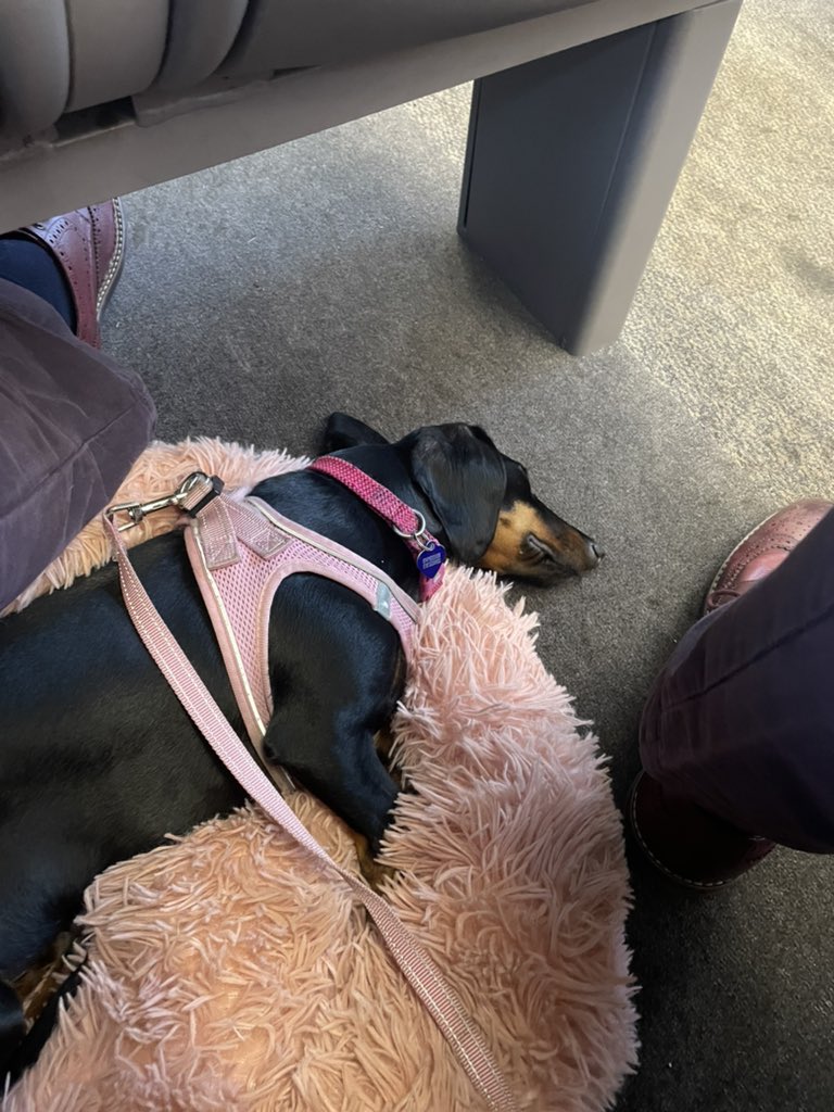 BiscuitSkipper's tweet photo. Piggy is coming home! https://t.co/0grtBtmiTB